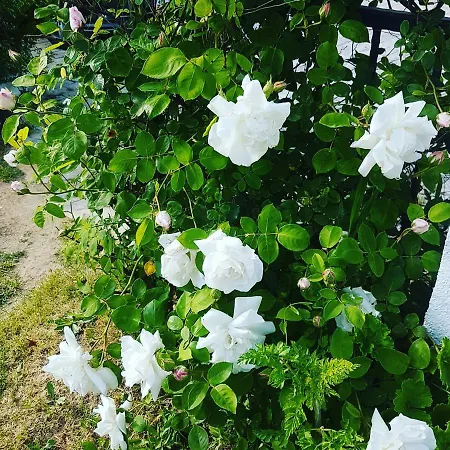 Limon Bed & Breakfast Foca