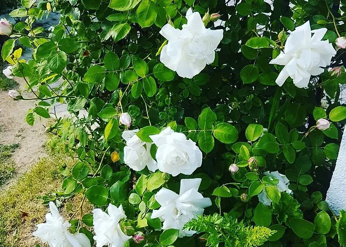 Limon Отель типа 